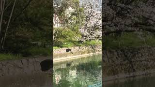 稲荷の近くの桜風景