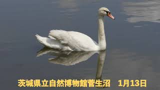 Download lagu チェロによる白鳥   （サン・サーンス）　（MuseScore） mp3