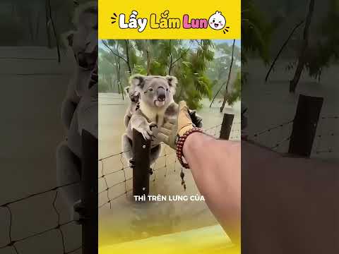 Giải cứu 2 mẹ con Gấu Koala #laylamlun
