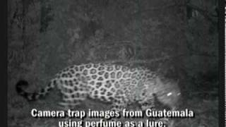 Download lagu Catnip for Conservation mp3 Download lagu Catnip for Conservation mp3