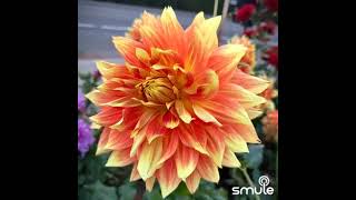 Download lagu Bunga dahlia. ( indonesisn song ) mp3