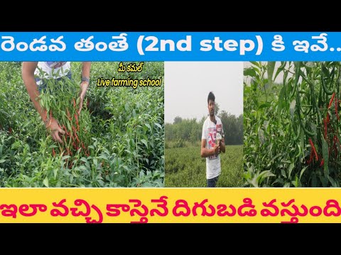 #మిరప రెండోవ తంతే #2nd #step రావటానికి ఇవి స్ప్రే చెయ్యండి..#mirchi lo second step🪜 order 6281350595