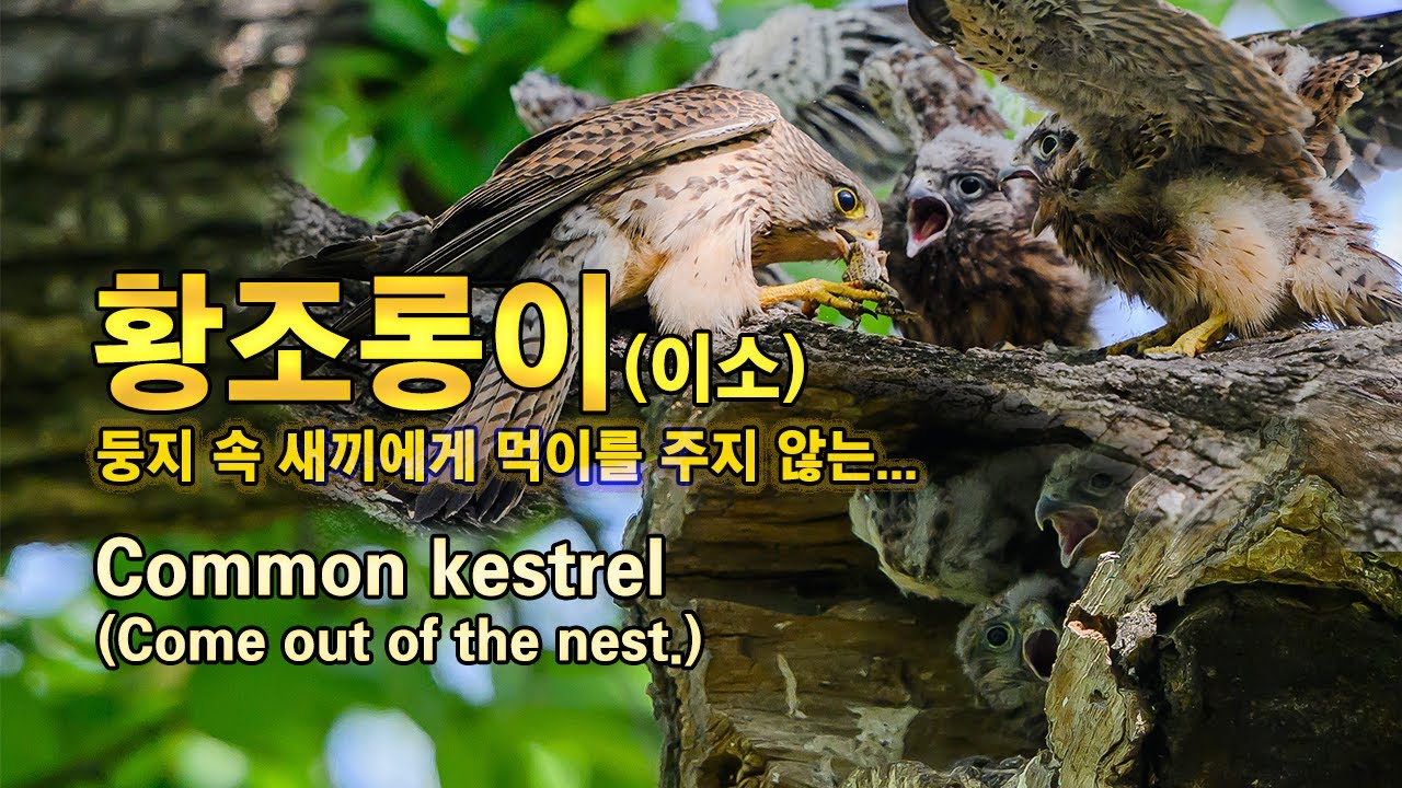 황조롱이(이소) 유튜브 썸네일