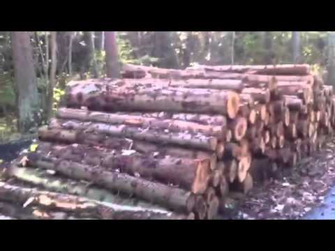 Kongelunden, skovrydning #7