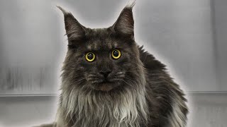 The most gorgeous Maine Coon I