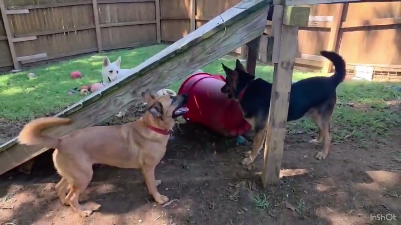 Enlarge Cody, a Adopted German Shepherd Dog in Greeneville, TN video 6/6