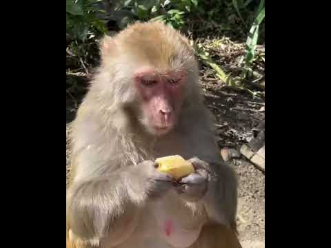 #Cutebabymonkey #ASMRMongkey #Monkeyeating #FunnyMonkey / #DanceMonkey / #monkey  Ept171    #shorts