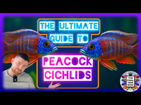 Peacock Cichlids: Care, Colors & Secrets You NEED to Know