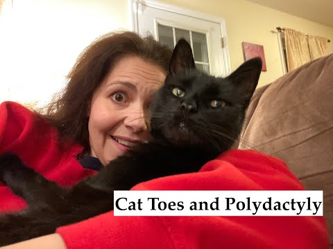 SFMS: Cat Toes and Polydactyly