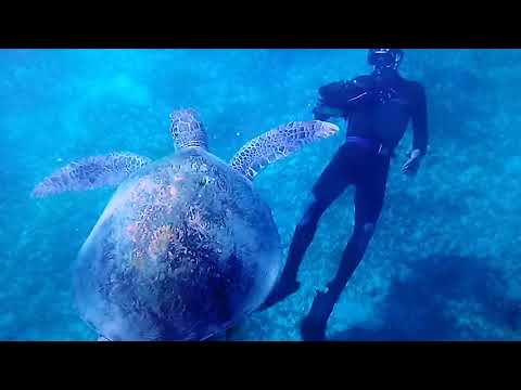 Tartaruga  marinha gigante