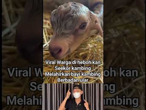 Bikin warga heboh seekor kambing melahirkan bayi kambing berbadan ular 😱