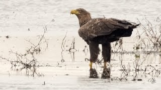 Zeearenden in de Biesbosch CLOSE UP (HD)