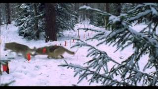 It’s not clear what those presents were, but they appear to have included DVDs with this music video. Vyacheslav Medyanik, a Russian crooner of the sort illegal taxi drivers like, performs a 1960s ex-con anthem over footage of wolves being shot in the snow.