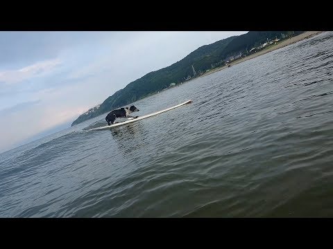 170712 BORDERCOLLIE Yeah! we are SURFBORDERS!!