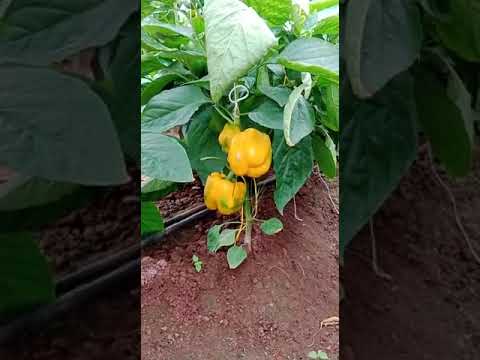 Sambha agro indra red yellow capsicum vegetable, maharashtra...