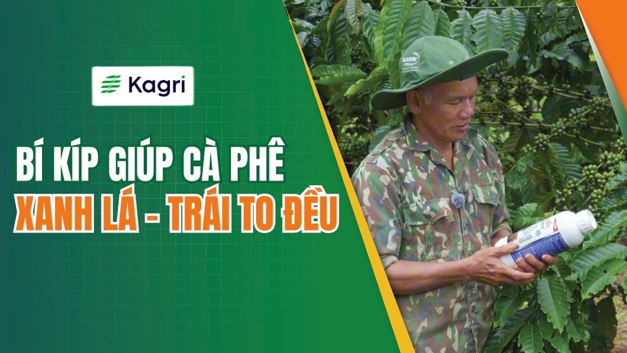 Video thực tế vườn cà phê