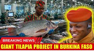 Largest Tilapia in Burkina Faso: Ibrahim Traoré's Impressive Fish Farming Project