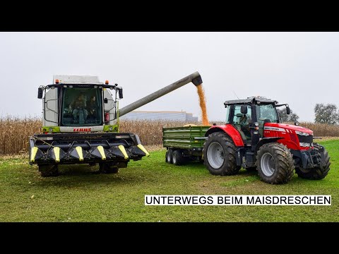 Maisdreschen mit einem Claas Tucano 430 und Olimac Drago Maispflücker | Maisernte | Mähdrescher