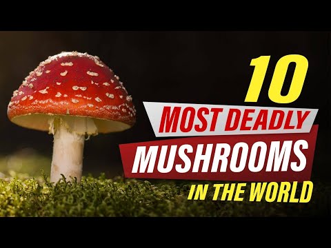 Top Ten Most Deadly Mushrooms In The World
