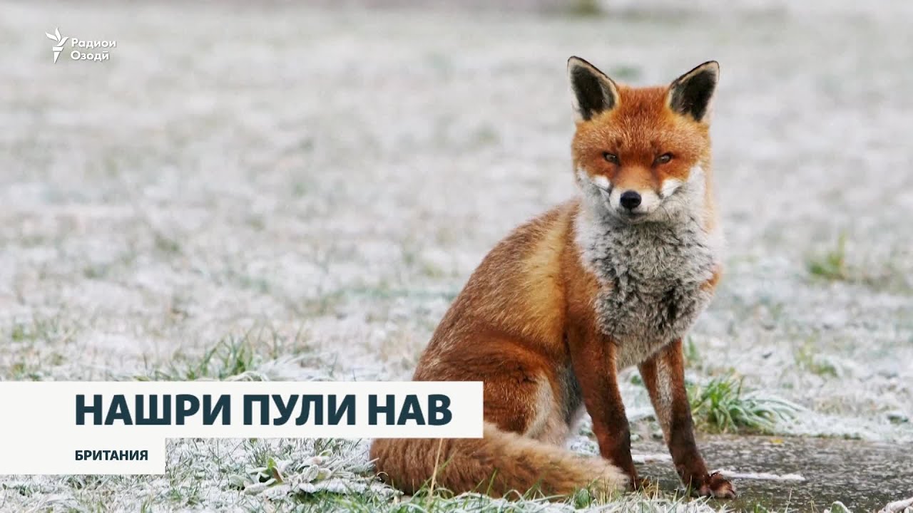 Дар пули нави Британия акси ҷонварон ҷойи симоҳои шинохтаро мегирад