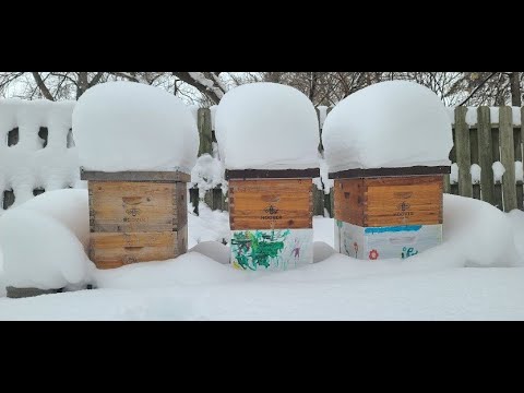 Overwintering Honey Bees in Northern Climates - The Condensing Hive