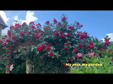 |July 1-9, 2025  Florentina  climbing rose|#dogs|#cats |#rosegarden   |#healing |#My pets my garden|