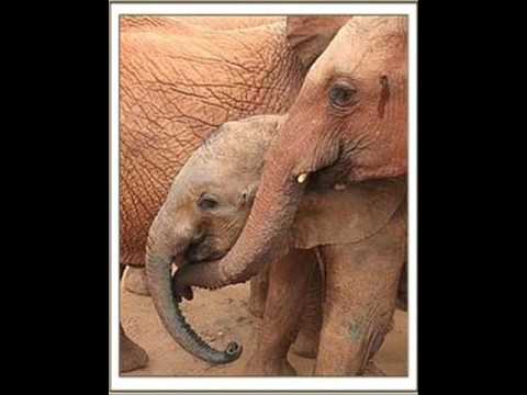 THE SACRED  ELEPHANT