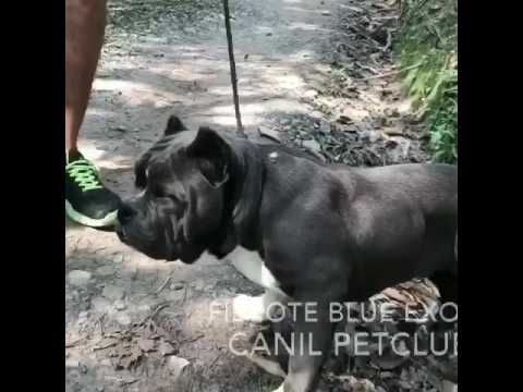 Petclube Amigo Amichetti
