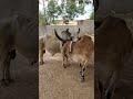 Bull Love Cow | Ox Lovers #Nature #viral #ytshorts #animals #shorts #shortsfeed