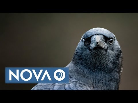 Bird Brain Preview
