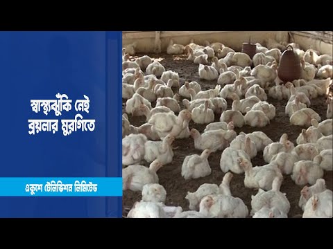 ব্রয়লার মুরগির মাংস মানব দেহের জন্য নিরাপদ | ETV News