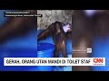 Viral Orang Utan Mandi Pria Cukur Saat Kebakaran
