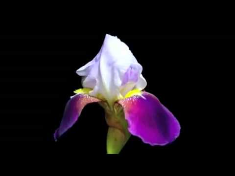 Nicu Rof - In ziua bataliei