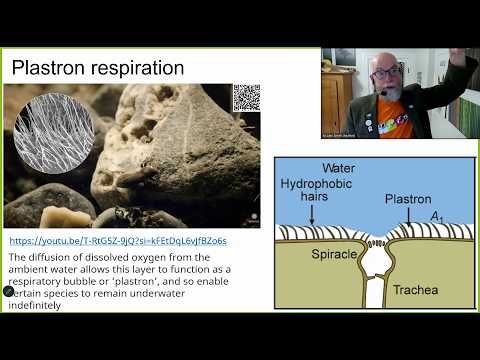 Lecture 07- PWBB II - Respiration I