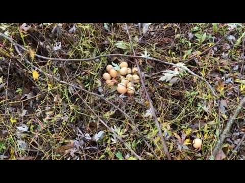 FRESH EGG FLOAT TEST