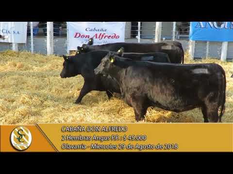 29-08-18 Venta de Hembras Angus P.P. - Cabaña Don Alfredo - Olavarria.