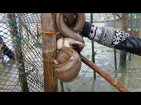 P1- Malaking Malabanos, Hunt & Cook. Occi Mindoro, EP-105