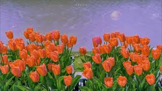 Download lagu 샛별 - SOSO [ Daily Cute Bgm ] _Ghina Raihan[No Copyright Music] mp3