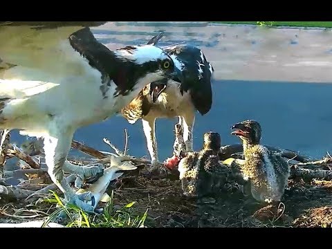 Hellgate osprey 6 19 18 843pm Louis in with a Live fish too while Iris was feeding her fish
