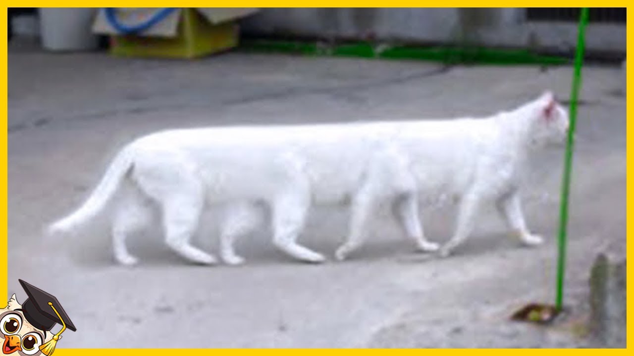 15 Katzen, die einmal in tausend Jahren geboren werden