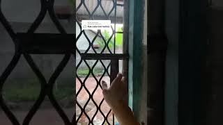 Download lagu planting rabbits - tiktok Susanto Gouw #shorts mp3