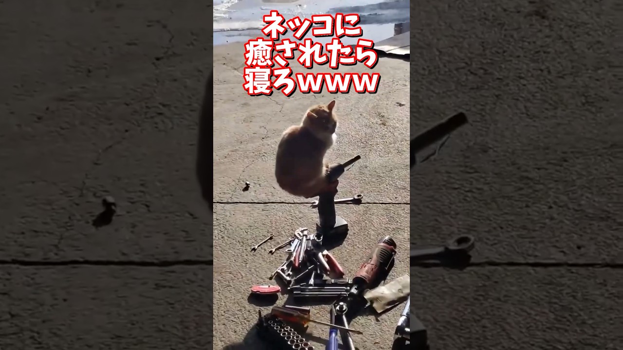 ネッコの動画で癒されたら寝ろｗｗｗ　#2ch  #動物  #猫 #癒やし #ねこ動画