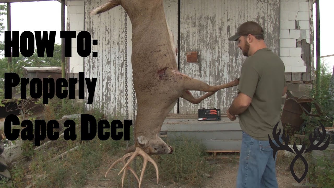 How to prepare a deer head for mounting? Tipseri