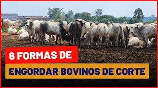 Tipos de SISTEMA INTENSIVO DE TERMINAÇÃO de BOVINOS DE CORTE