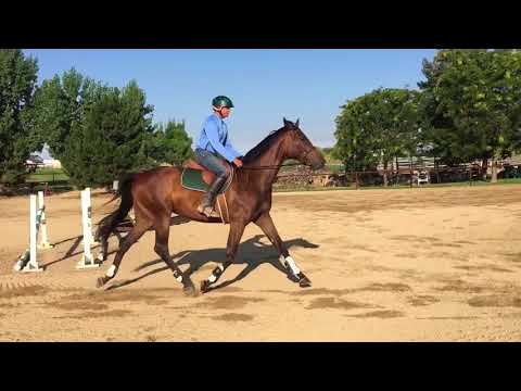 Semper Fidelis x Sir Donnerhall