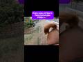 The Compilation Of My Horses Most Famous Bowel Movements That No One Asked For