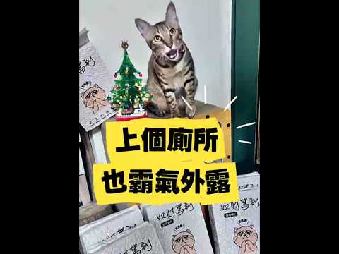 奴財駕到 稻殼貓砂-3箱共18包