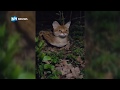 Chantal filmt ontsnapte 'mini-cheetah'