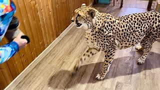 Мы с трудом смогли добраться к Герде и случайно напугали её! Снегопад завали?