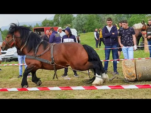 Cai probe de tracțiune cu armăsarul lui Cicio Ioan de la Negrești Oaș-Satu Mare 2023